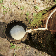 extracción latex natural